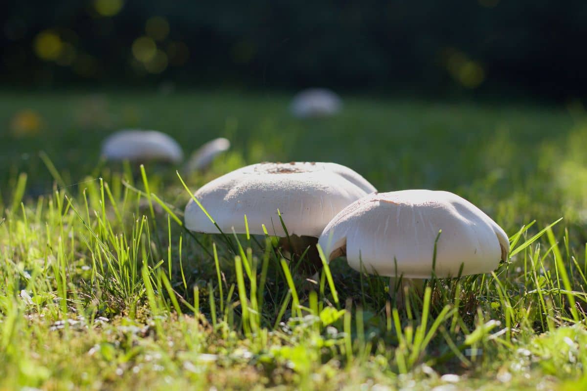 start an edible mushroom garden