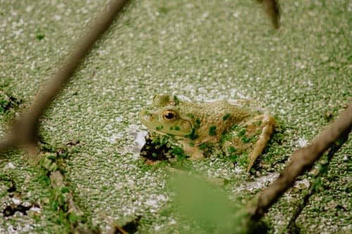 Green bullfrog sitting in a still pond of duckweed.